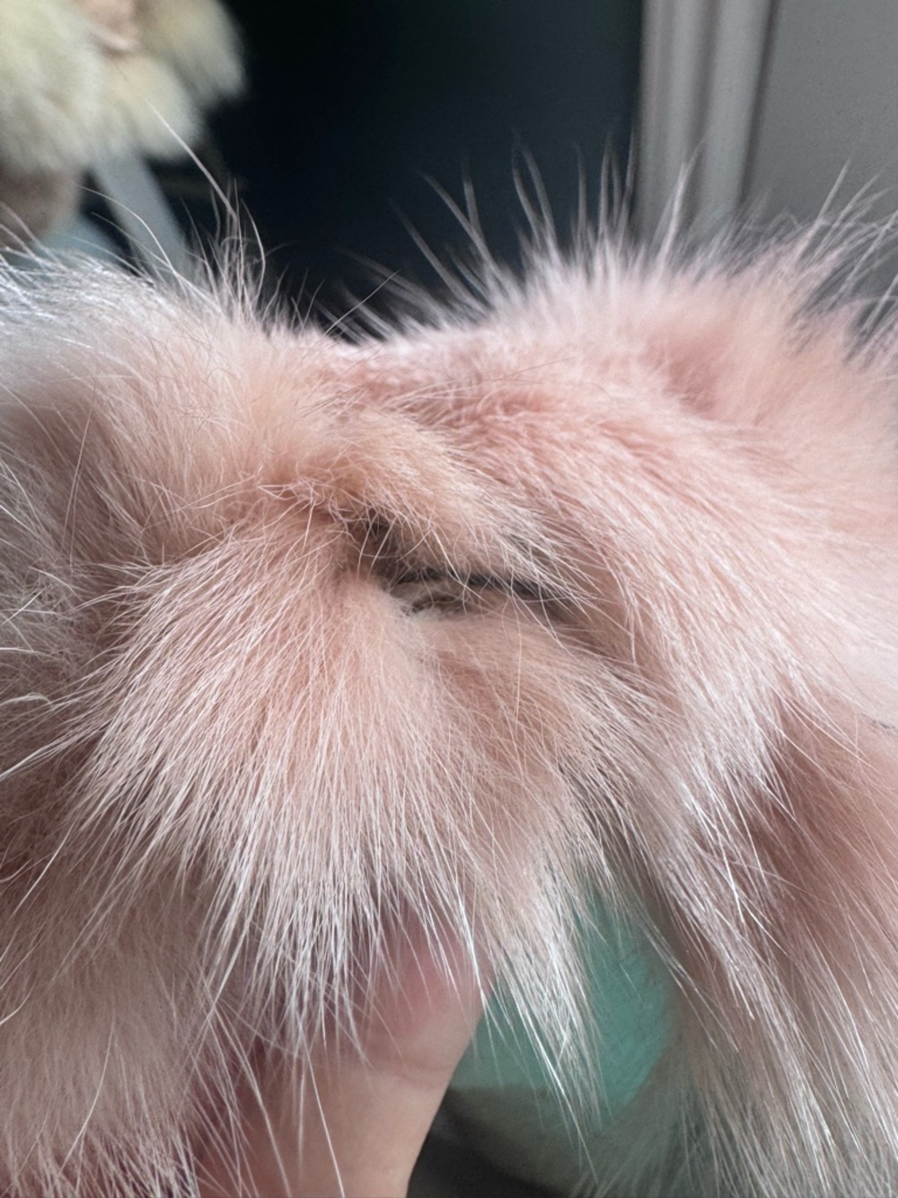 Vintage Blush Fox Fur Vest | Soft Luxe | Statement Buckle - Picture 10 of 11